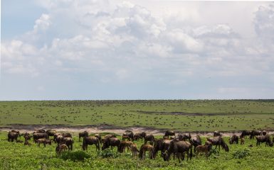 tanzanie